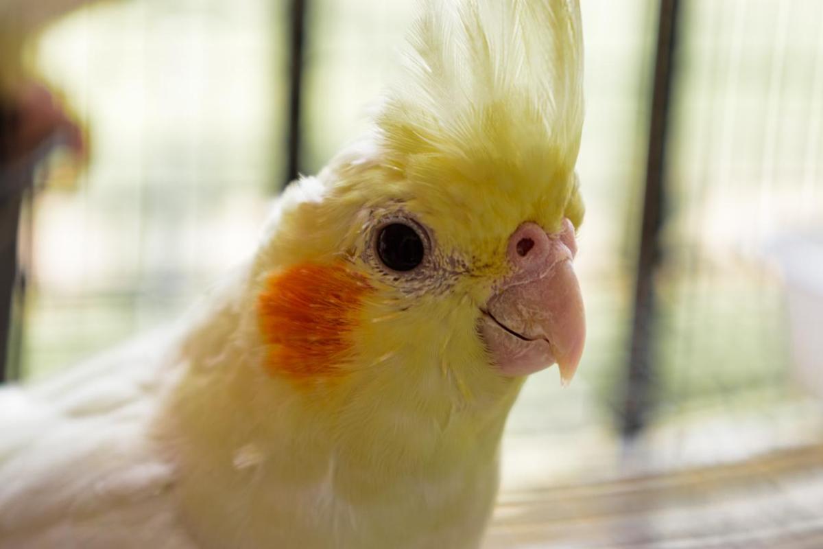 Clamidiose em aves - Sintomas e tratamento