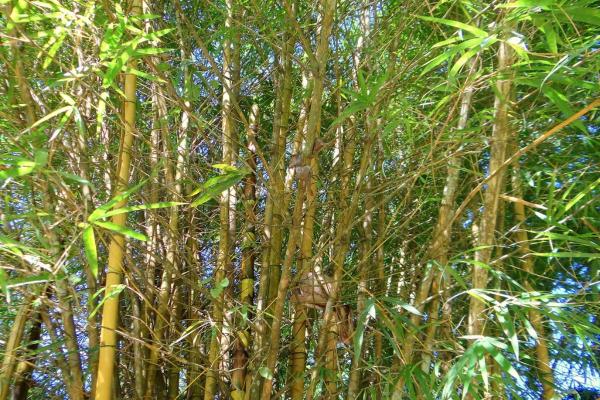 Plantas seguras para cachorros - Bambu-cana-da-índia (Phyllostachys aurea)