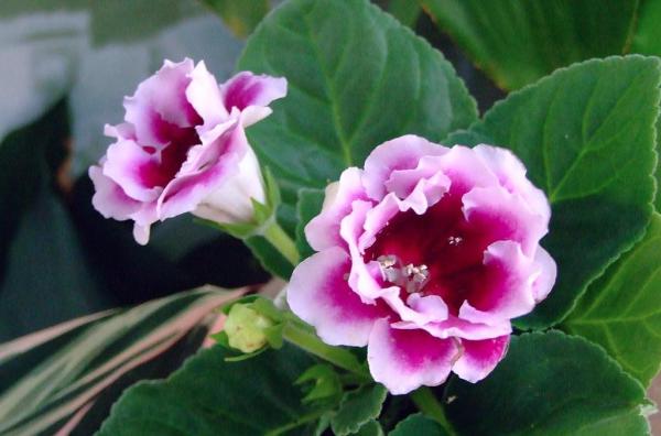 Plantas seguras para cachorros - Gloxínia (Sinningia speciosa)