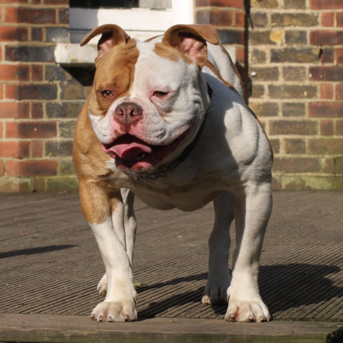 Nomes para cachorros American Bully Terrier