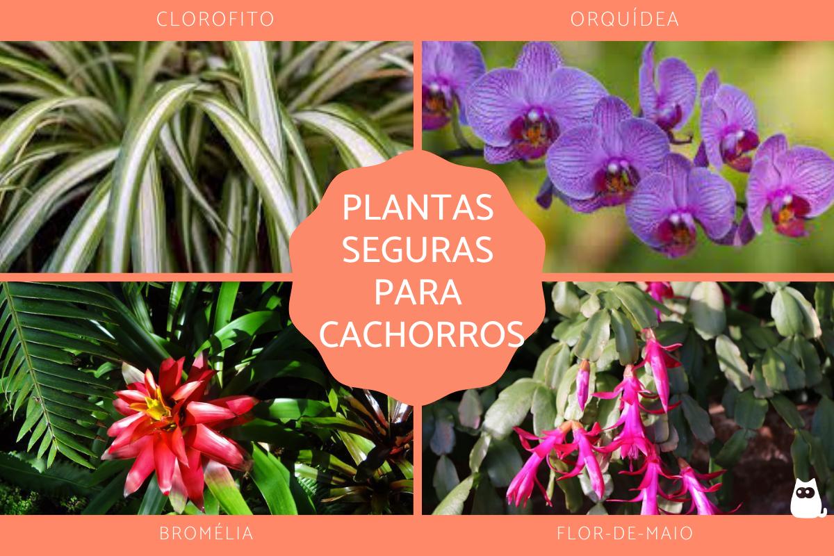 Plantas seguras para cachorros