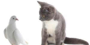 Por que os gatos caçam passarinhos?