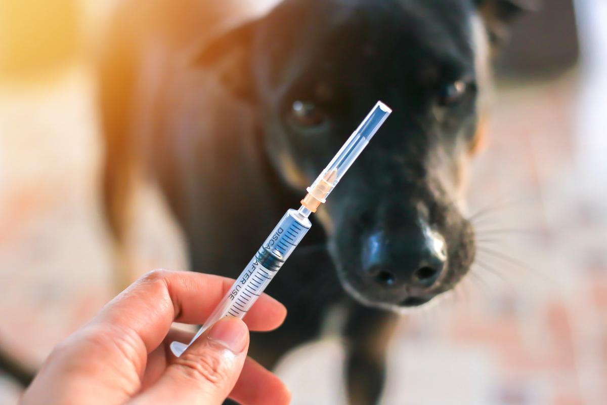 Um cachorro pode morrer por causa da vacina?