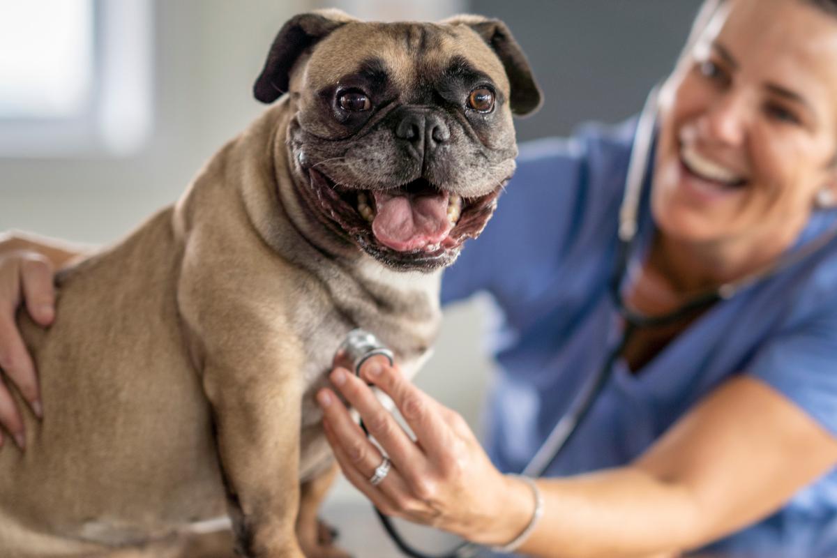 5 sintomas de doenças cardíacas em cães