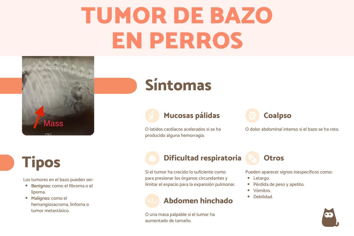 Tumor no baço de cachorro - Sintomas, tipos e tratamento