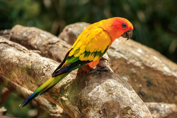 Pássaros coloridos: características e fotos -