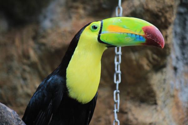Pássaros coloridos: características e fotos -