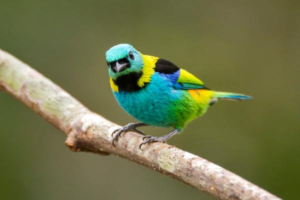 Pássaros coloridos: características e fotos -