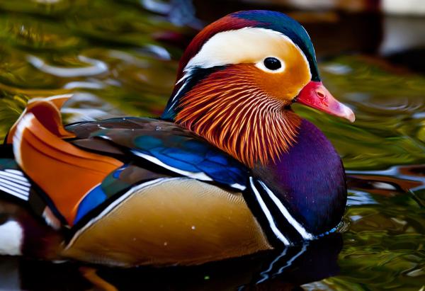 Pássaros coloridos: características e fotos -