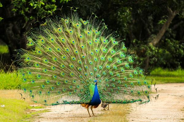 Pássaros coloridos: características e fotos -