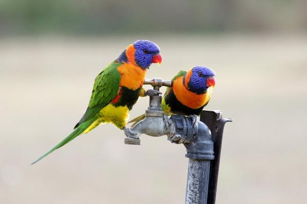 Pássaros coloridos: características e fotos -