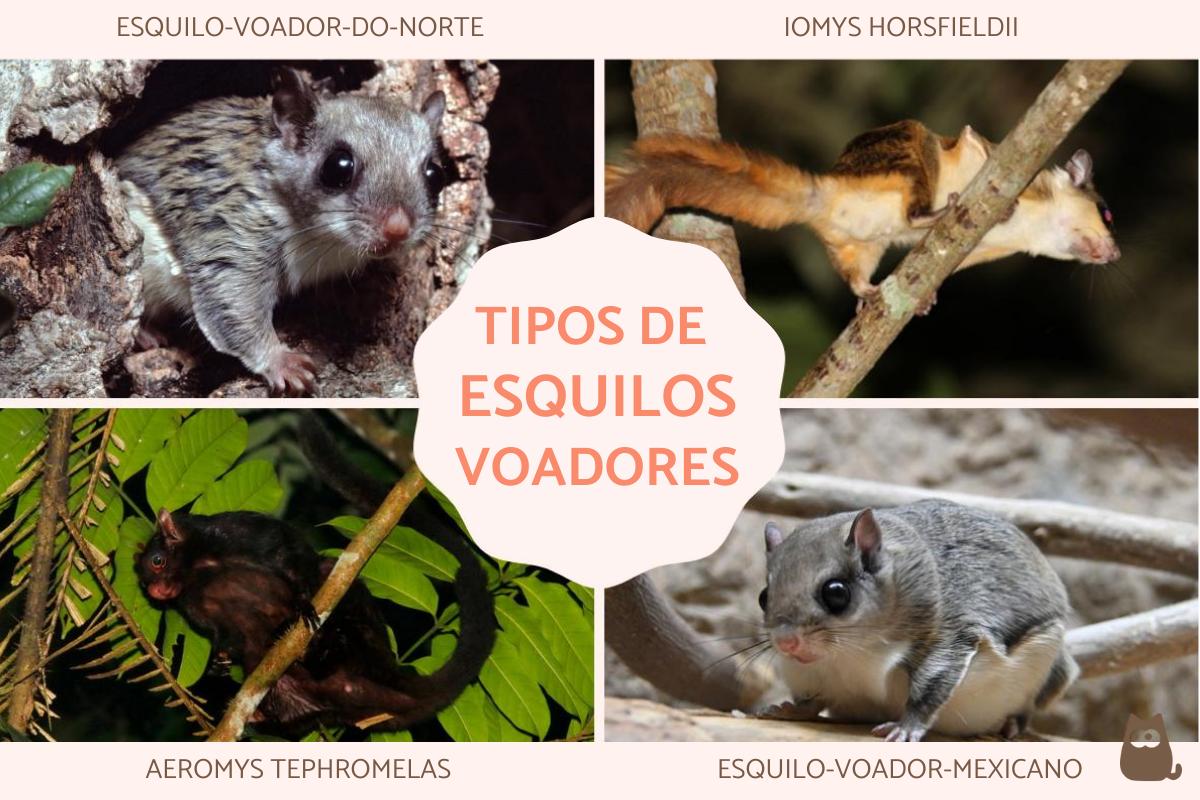 Esquilos voadores - Tipos e fotos