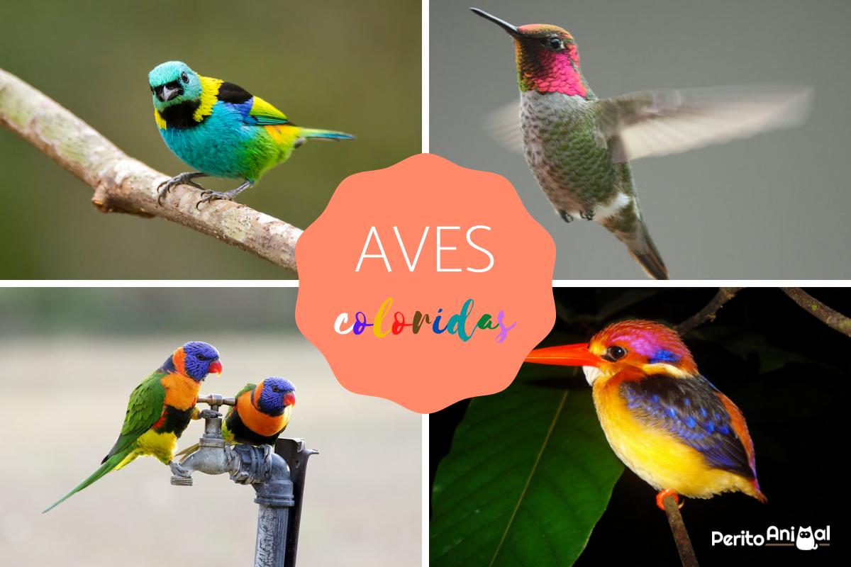 Pássaros coloridos: características e fotos