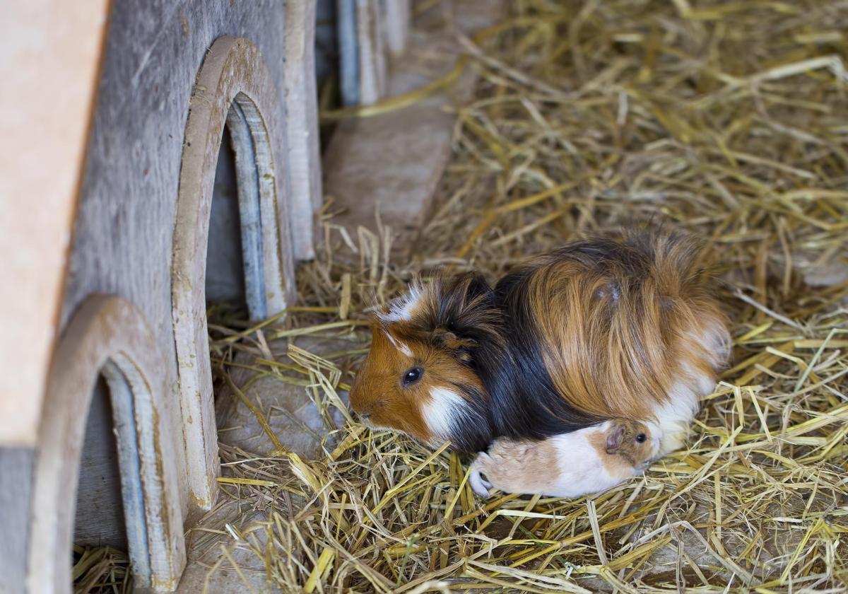Por que os porquinhos-da-índia comem seus filhotes?