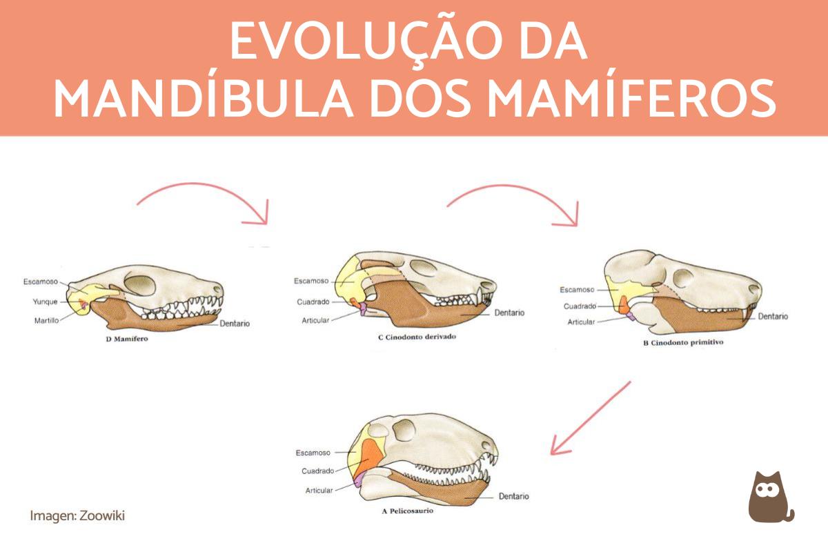 Como é a mandíbula dos vertebrados que têm dentes?