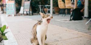 Gato mudo: por que acontece e como tratar