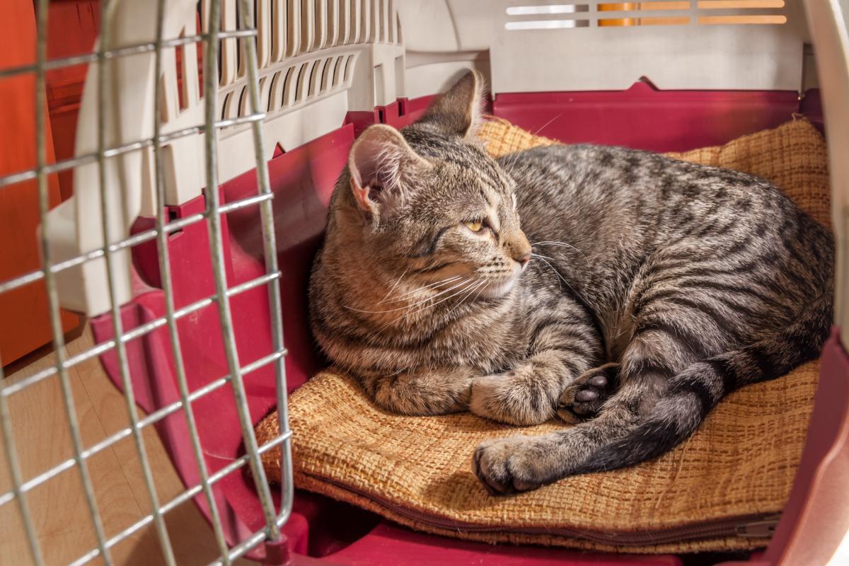 Pode dar Dramin para gatos?