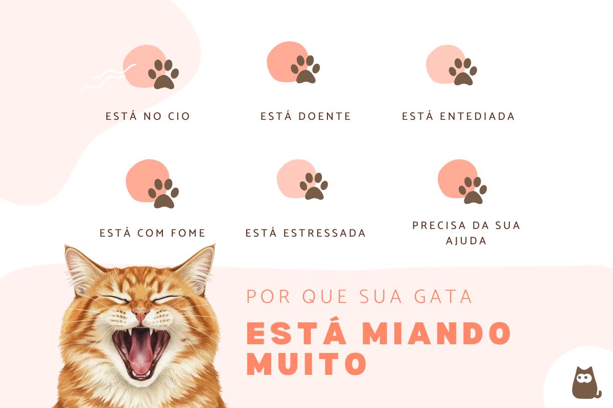 Gata miando muito para o tutor: o que pode ser?