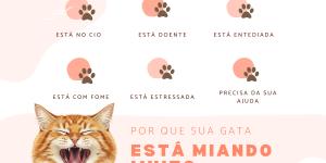 Gata miando muito para o tutor: o que pode ser?