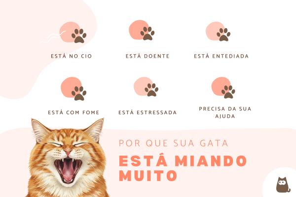 Gata miando muito para o tutor: o que pode ser?