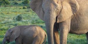 Quanto dura a gestação de um elefante