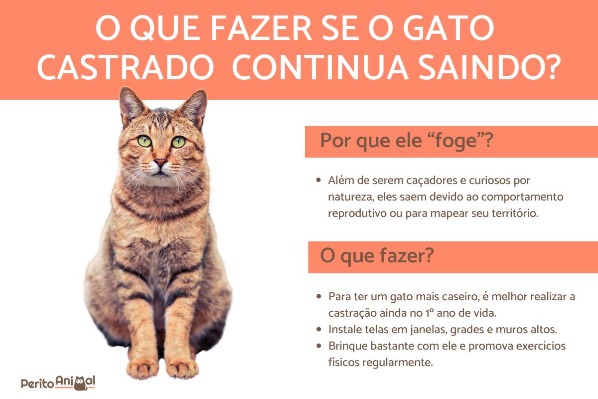 Castrei meu gato e ele continua saindo, o que fazer?