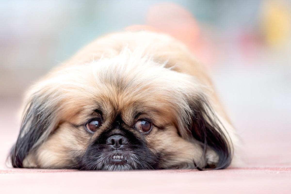 Como animar um cachorro triste?