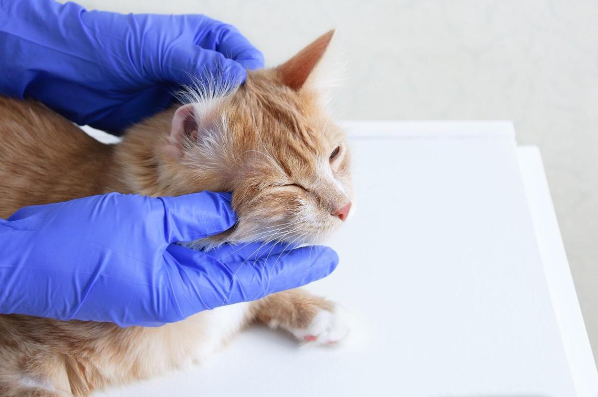 Por que meu gato coça muito a orelha?