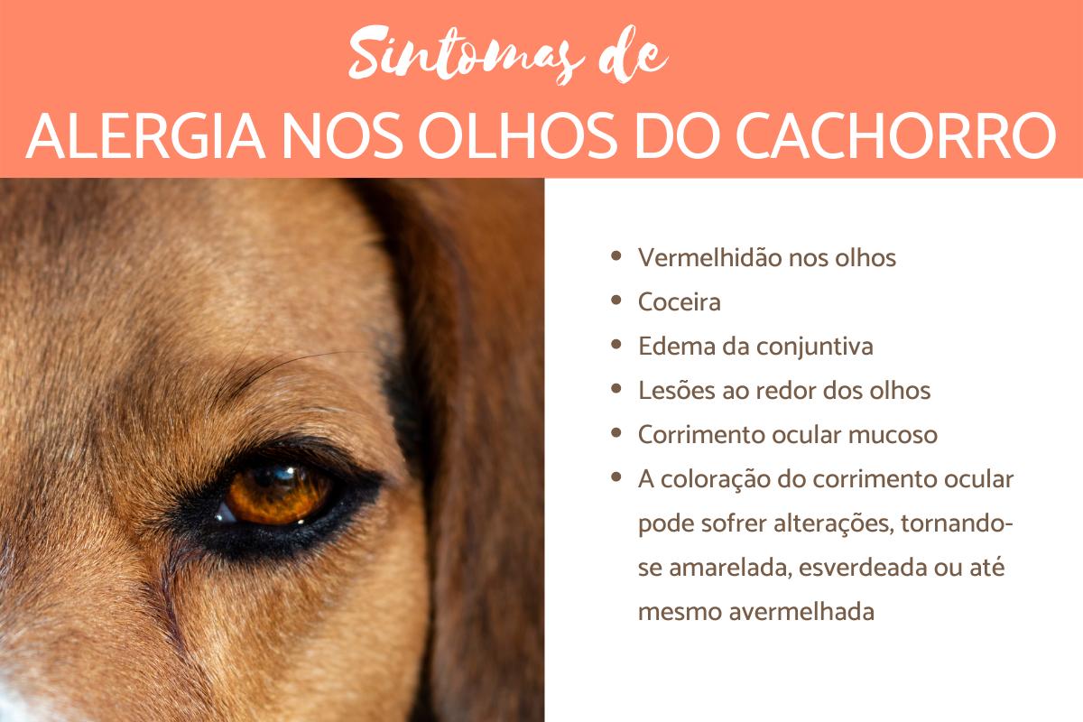 Alergia ao redor dos olhos do cachorro: como tratar?