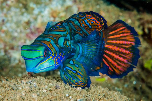 Os peixes marinhos mais bonitos do mundo - 1. Peixe-mandarim