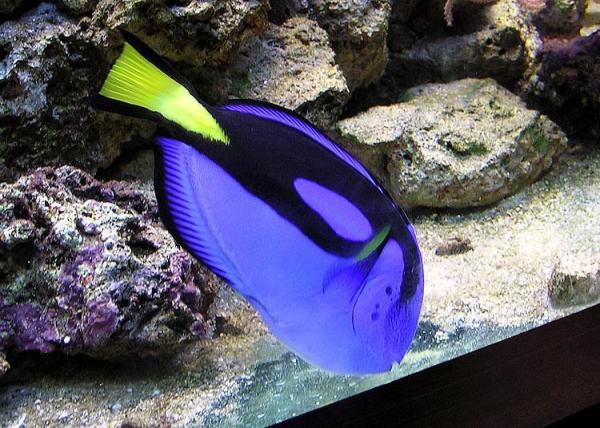 Os peixes marinhos mais bonitos do mundo - 6. Peixe cirurgião-patela