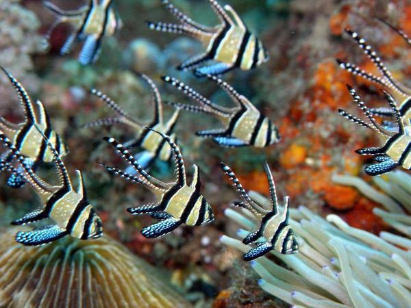 Os peixes marinhos mais bonitos do mundo - 7. Peixe Cardinal Bangai
