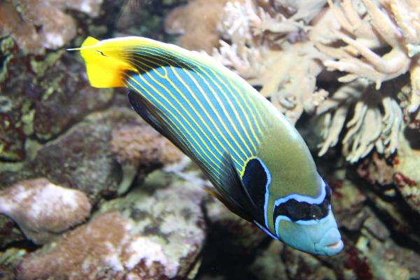 Os peixes marinhos mais bonitos do mundo - 9. Peixe-anjo-imperador
