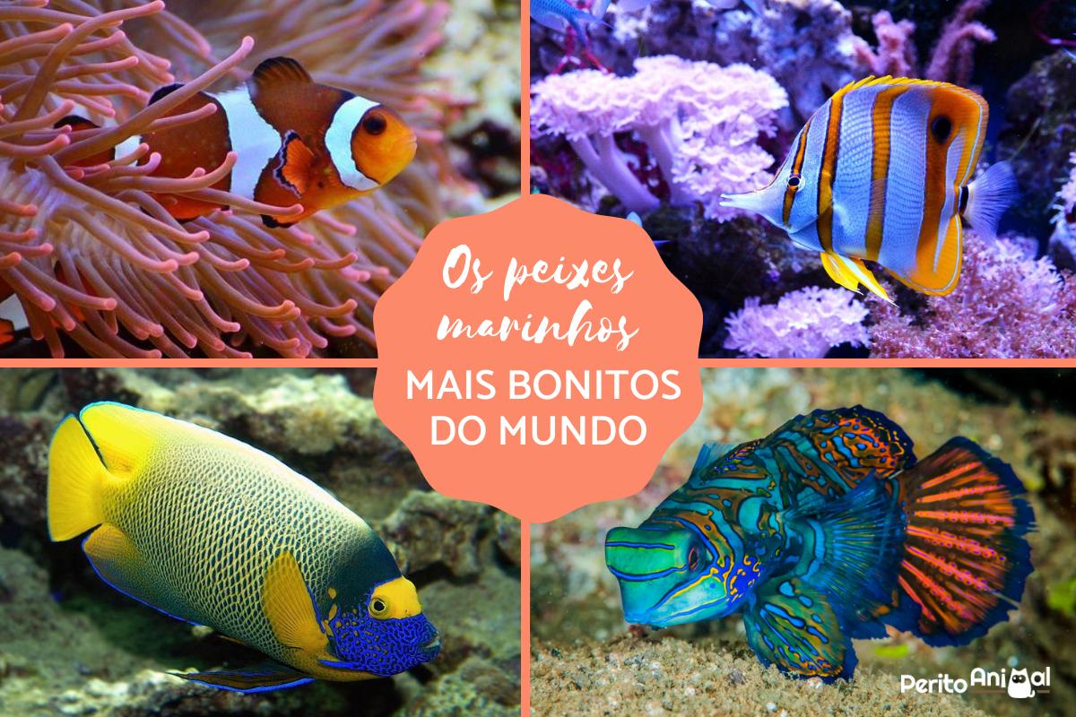 Os peixes marinhos mais bonitos do mundo