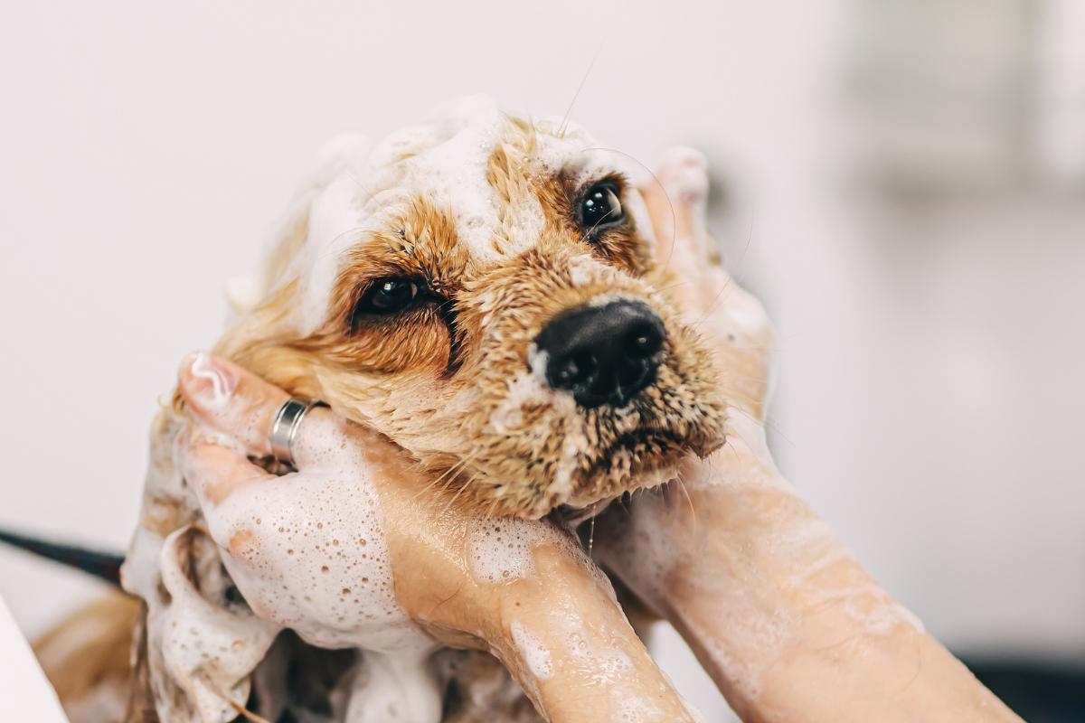Pode dar banho com shampoo de gente em cachorro?