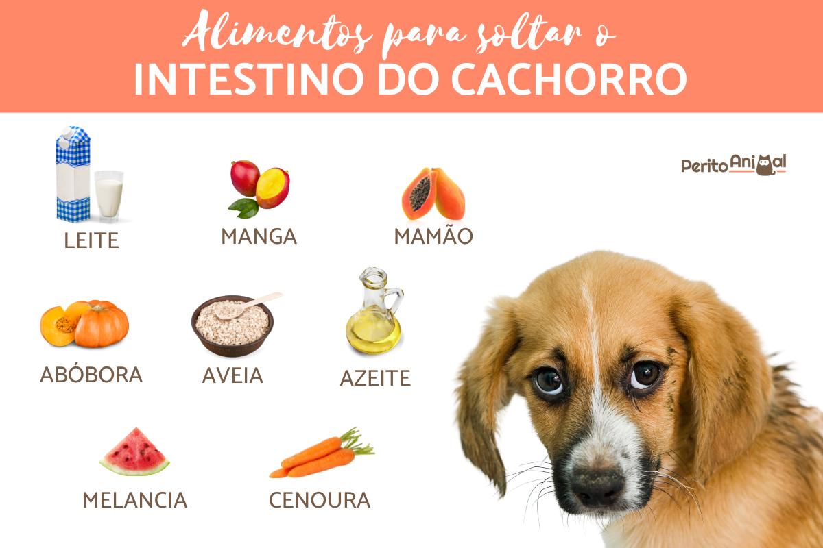 Remédios caseiros para cachorro defecar