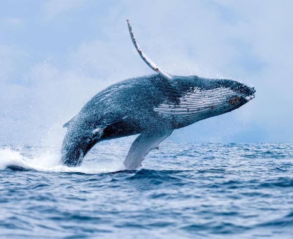 Tipos de Baleia - Tipos de baleia da família Balaenopteridae