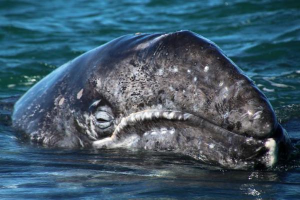 Tipos de Baleia - Tipos de baleia da família Eschrichtiidae