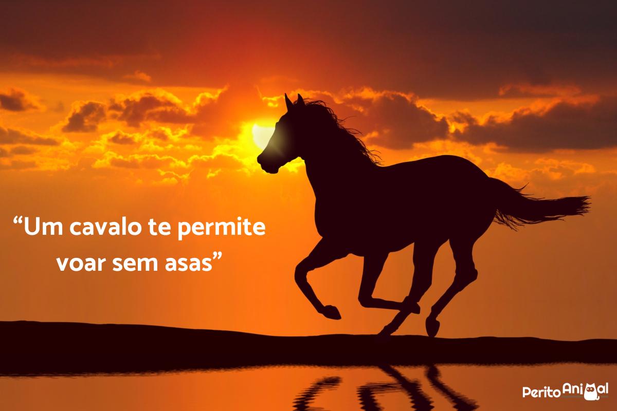 Frases sobre cavalos