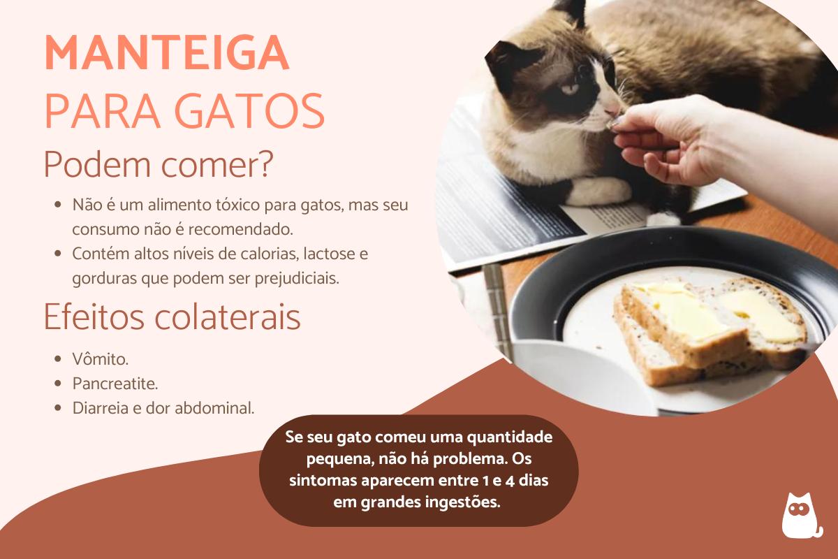 Gatos podem comer manteiga?