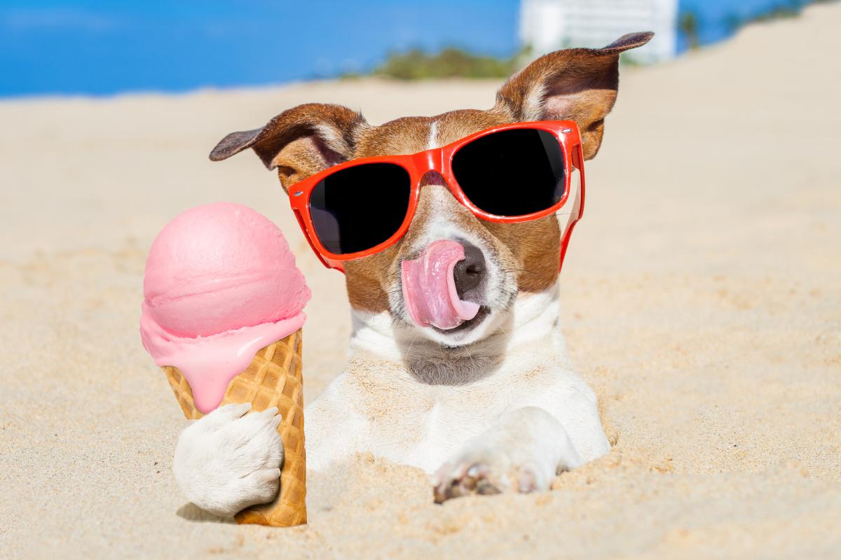 Receitas de sorvetes para cachorro