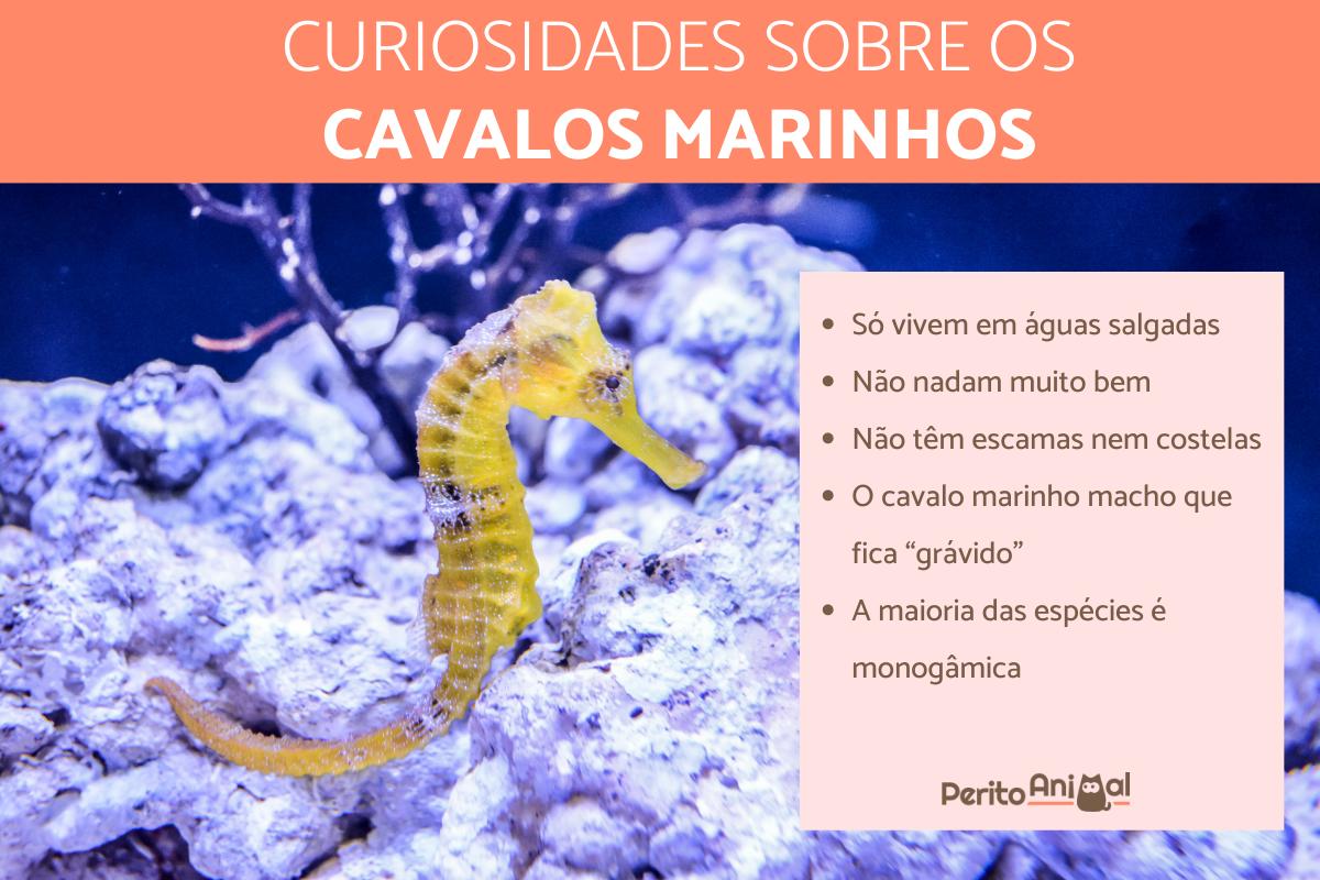 Curiosidades sobre o cavalo marinho que vão te surpreender!