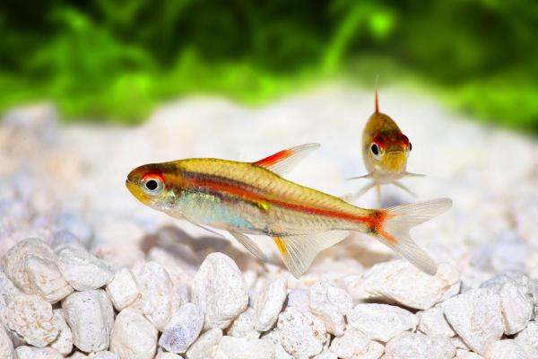 Tipos de peixes tetra - Tetra glowlight (Hemigrammus erythrozonus)