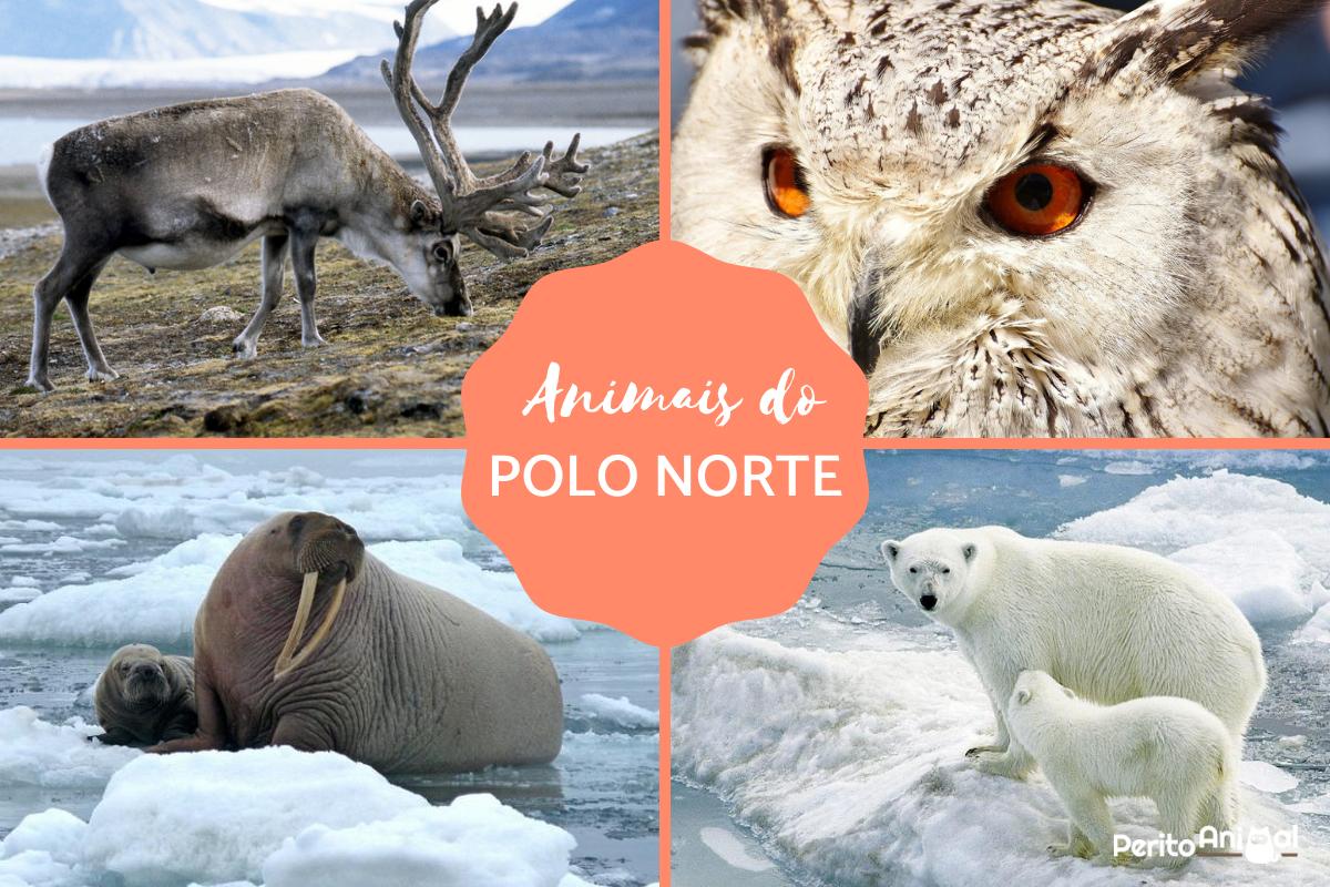 Animais do Polo Norte