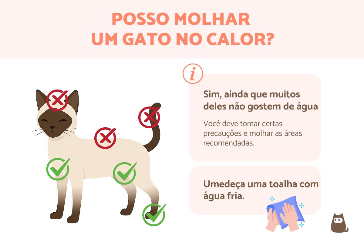 Como refrescar um gato com calor?