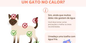 Como refrescar um gato com calor?