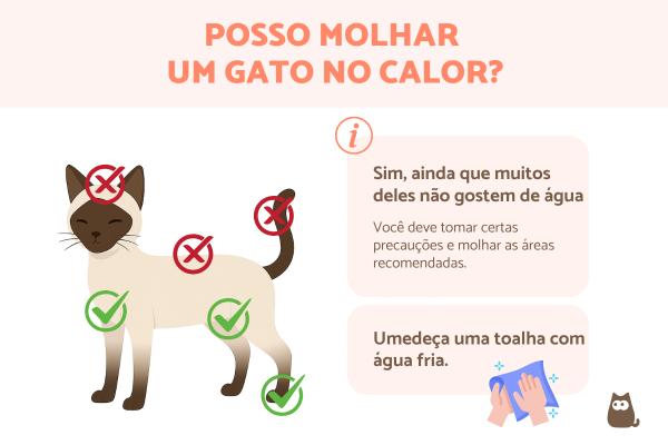Como refrescar um gato com calor?