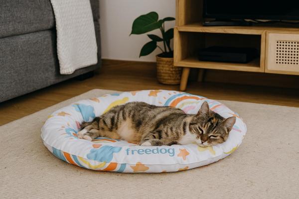 Como refrescar um gato com calor? - Métodos seguros para refrescar um gato