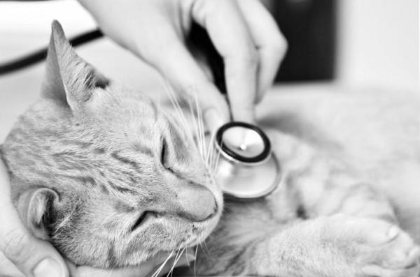 5 sinais de que um gato está morrendo - O que fazer quando o gato está morrendo?