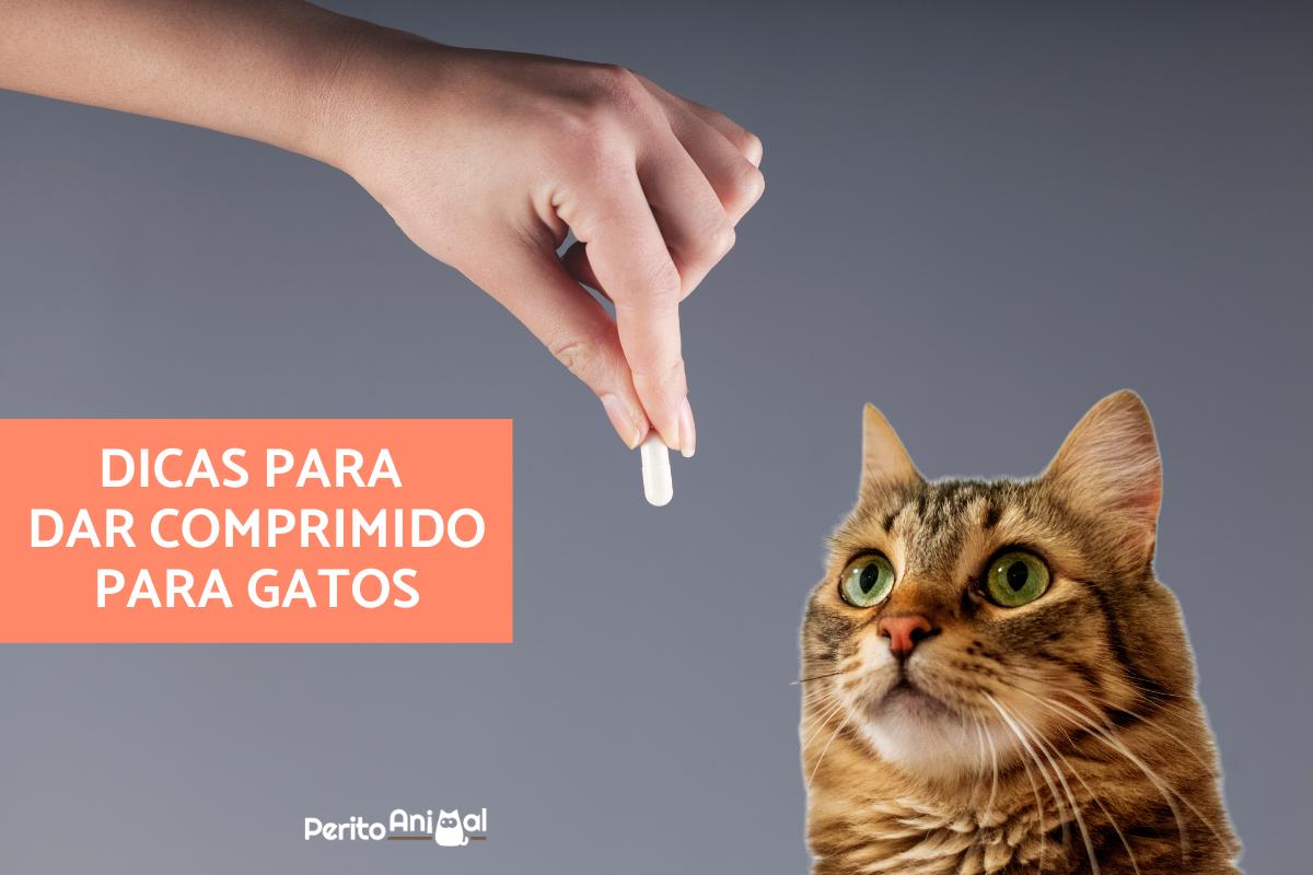 Como dar um comprimido a um gato